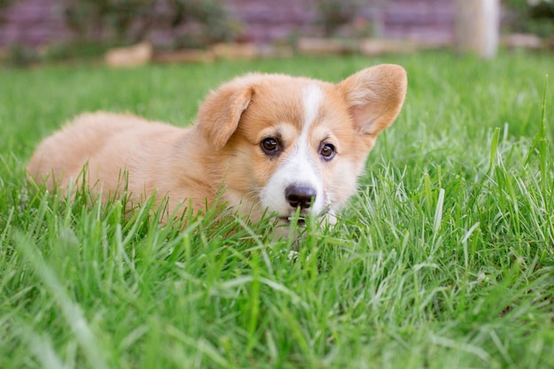 un cachorro de corgi galés está tirado en la hierba en un paseo