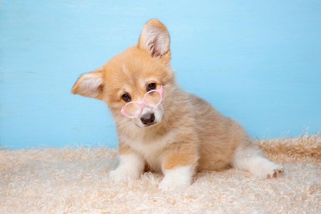 Un cachorro de corgi galés con gafas de sol se sienta sobre un fondo azul.