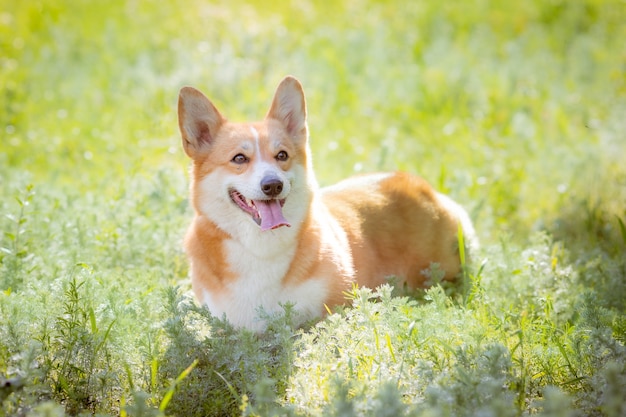 Cachorro corgi galês na grama