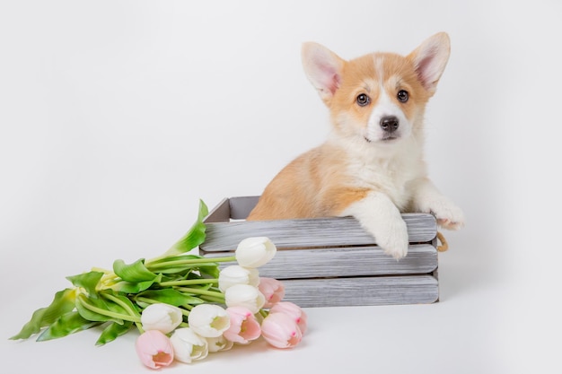 Cachorro de corgi galés con un ramo de flores de primavera aislado en un fondo blanco lindas mascotas