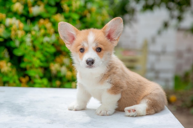 Cachorro de corgi galés en verano sobre un fondo de calendario de flores