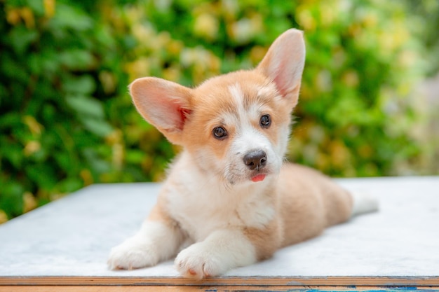 Cachorro de corgi galés en verano sobre un fondo de calendario de flores