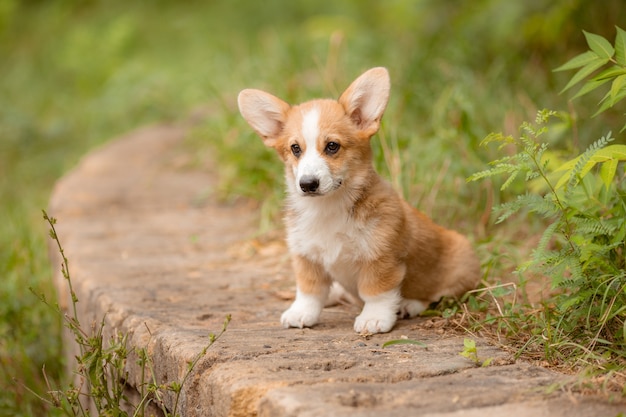 Cachorro Corgi en un paseo en el verano