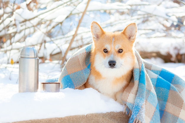 cachorro corgi passeando na floresta de inverno enrolado em um cobertor