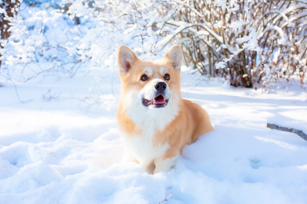 cachorro corgi passeando na neve do inverno