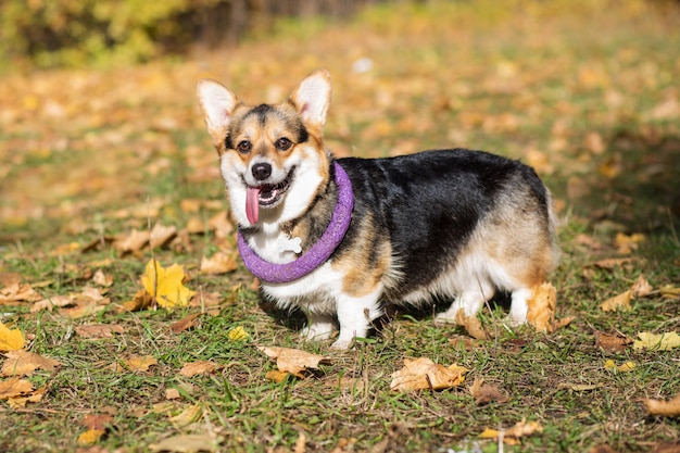 cachorro corgi pembroke com puxador no pescoço na floresta de outono