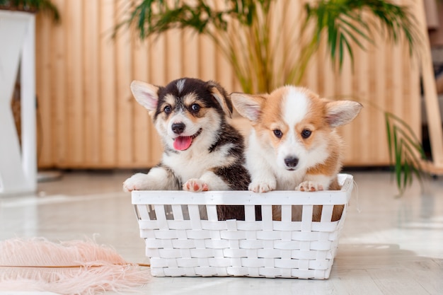 Cachorro corgi welsh pembroke sentado en una canasta