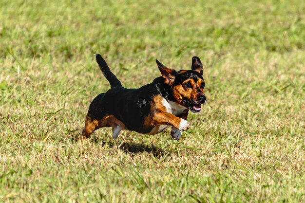 Cachorro correndo e perseguindo isca no campo