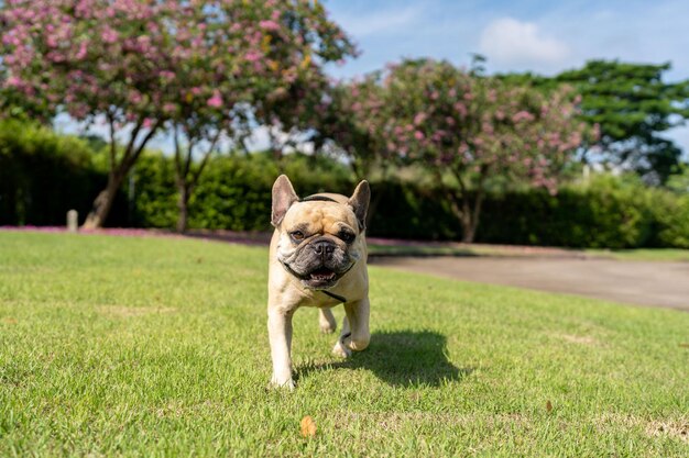 Cachorro correndo em direção à câmera no parque.