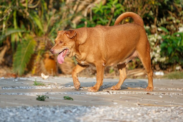 Cachorro correndo no chão de concreto.