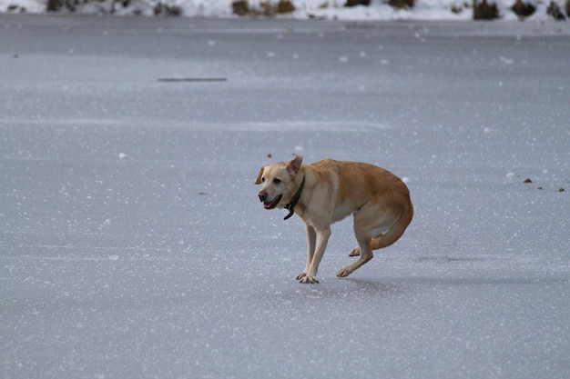 cachorro correndo no gelo