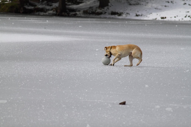 cachorro correndo no gelo