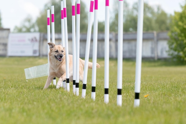 Foto cachorro correndo pelas tramas no percurso de agilidade horizontal
