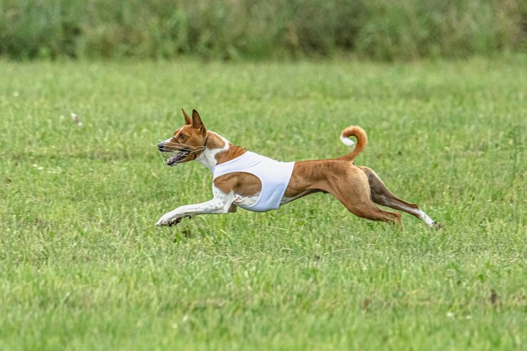 Foto cachorro correndo rápido em campo verde na competição de atração