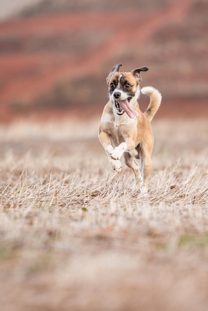 Foto cachorro correndo