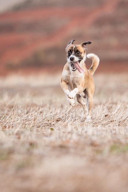 Foto cachorro corriendo