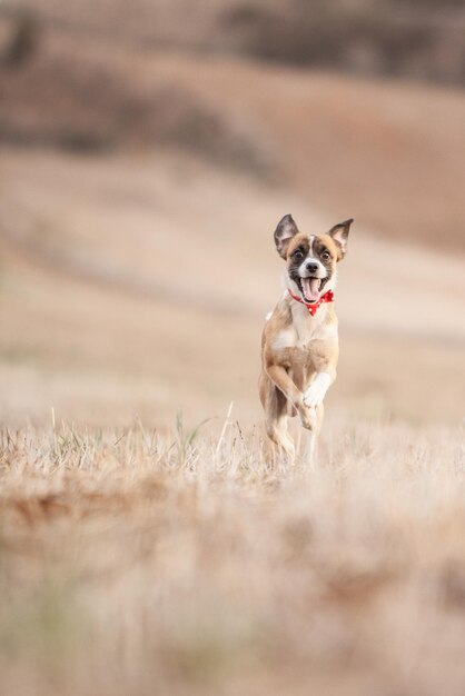 Foto cachorro corriendo