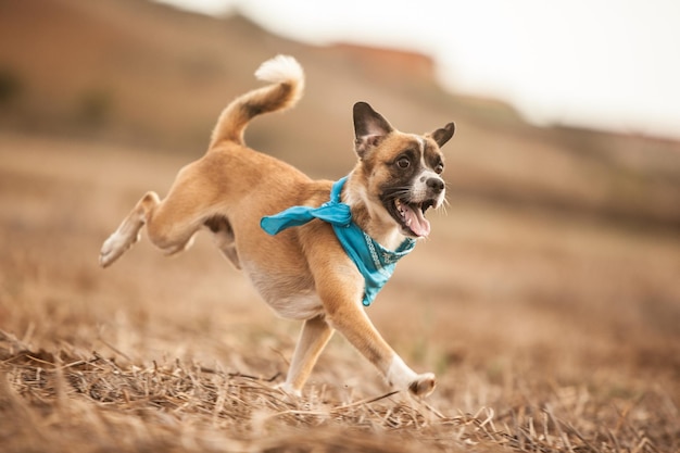 Foto cachorro corriendo