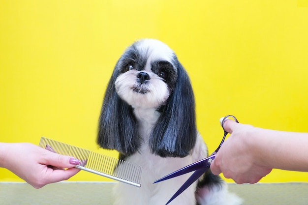 Cachorro corta cabelo no pet spa grooming salon. close-up do cão. o cachorro tem um corte de cabelo. pentear o cabelo. fundo rosa. conceito de aparador.