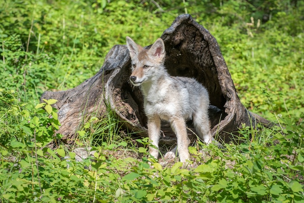 Cachorro Coyote parado frente a un tronco hueco