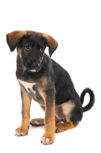 Cachorro de cruce griego negro y marrón sobre blanco