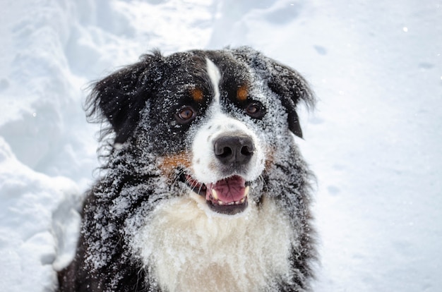 Cachorro-da-montanha Bernese brincando na neve