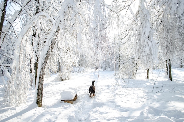 Cachorro-da-montanha bernese brincando na neve