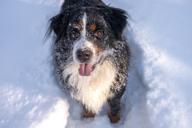 Cachorro-da-montanha Bernese coberto de neve deitado em meio a grandes montes de neve