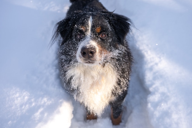 Cachorro-da-montanha Bernese coberto de neve deitado em meio a grandes montes de neve