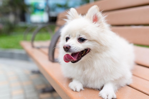 Cachorro da Pomerânia branco sentado no parque