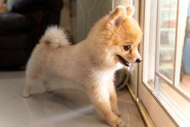 Cachorro da Pomerânia está esperando que alguém abra a porta. cachorrinho fofo sentado na porta da frente olhando para fora