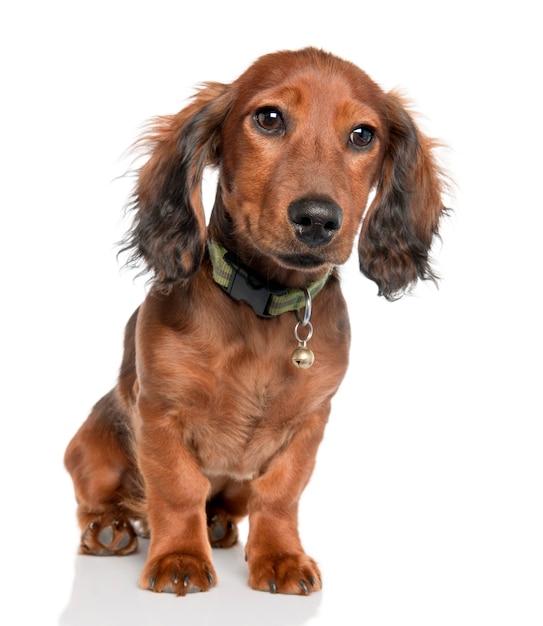 Cachorro Dachshund con 5 meses de edad. Retrato de perro aislado