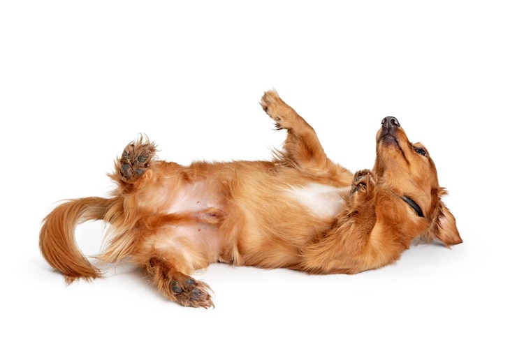 Foto cachorro dachshund brincalhão rolando de costas