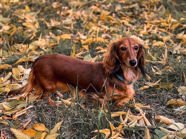 Cachorro Dachshund camina en el parque en el período de otoño una hermosa mascota en primer plano de la naturaleza