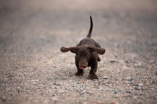 Un cachorro de Dachshund corriendo por un camino de polvo