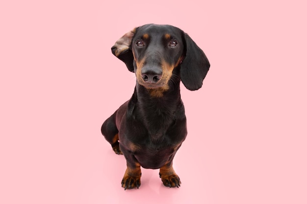 Cachorro Dachshund escuchando con orejas grandes aislado sobre fondo de coral rosa