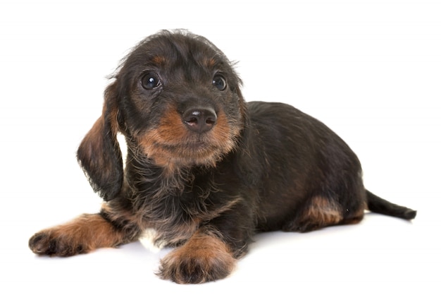 Cachorro Dachshund De Pelo De Alambre