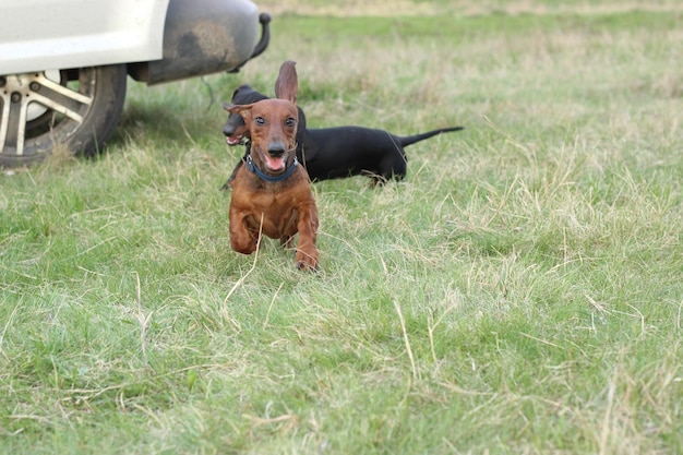 cachorro dachshund vermelho correndo no campo
