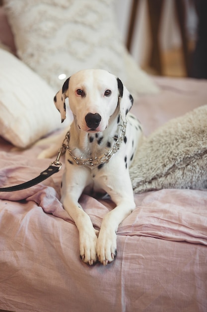 Cachorro dálmata dentro de casa