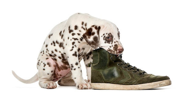 Cachorro dálmata masticando un zapato delante de una pared blanca