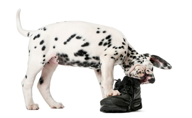 Cachorro dálmata masticando un zapato delante de una pared blanca