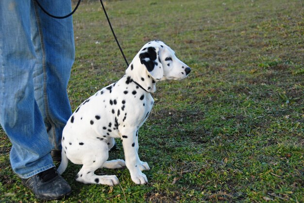 Cachorro dálmata en una pista