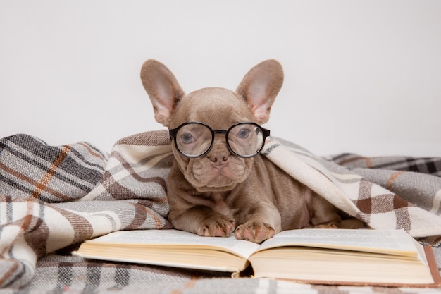 Cachorro de bulldog francês com óculos e um livro em fundo branco