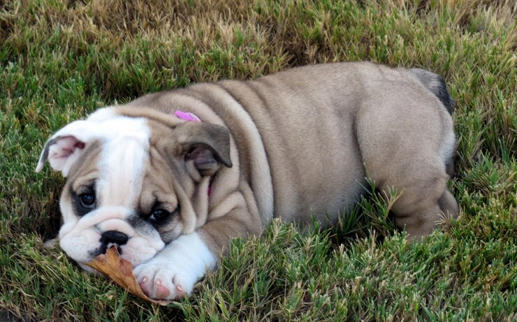 Foto cachorro de bulldog mastigando uma folha