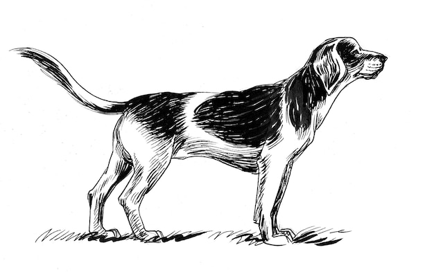 Cachorro de caça. Desenho de tinta preto e branco