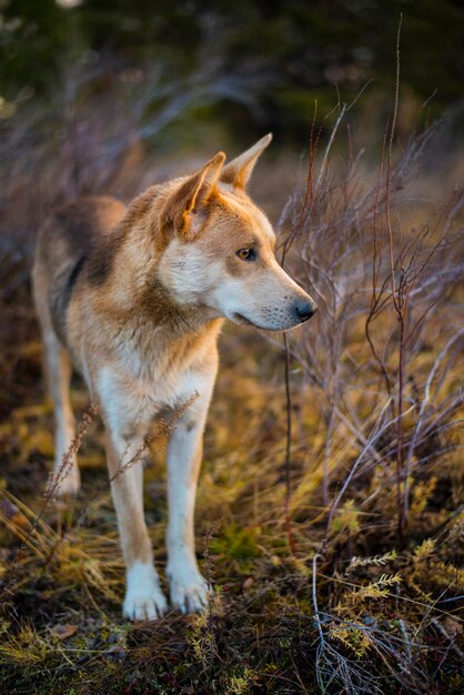 Cachorro de caça vermelho olhando para longe da floresta no outono