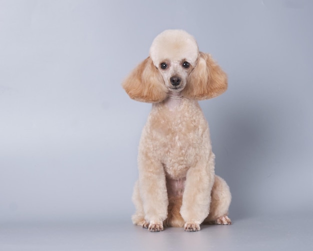 Cachorro de cão de abriço isolado em fundo cinzento