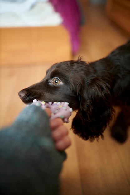 Foto cachorro de cocker spaniel inglês puxa um brinquedo de borracha e olha para a câmera na sala de estar