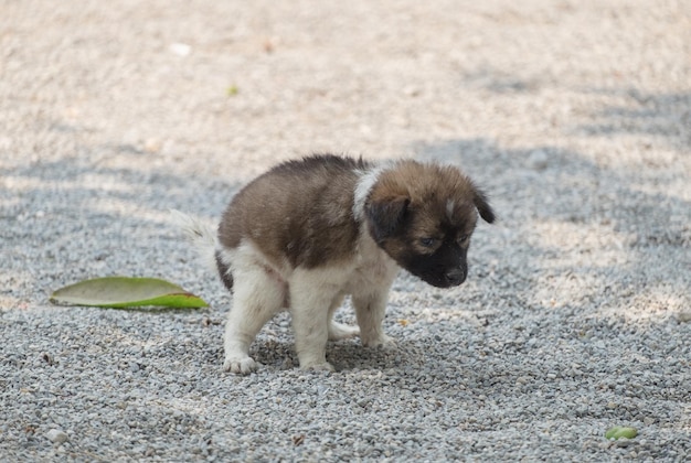 Cachorro de cócoras excremento