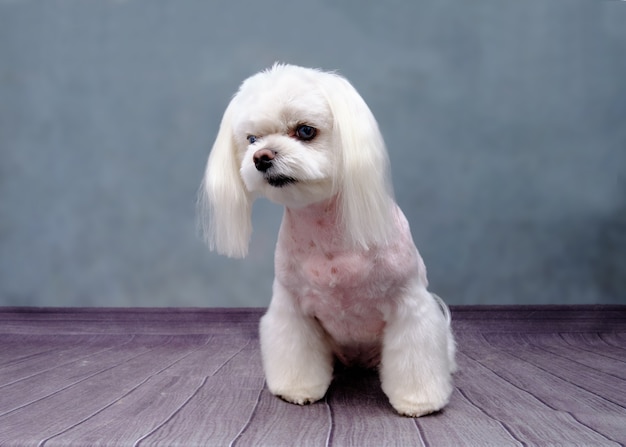 Cachorro-de-colo maltês com um lindo penteado em um fundo cinza.